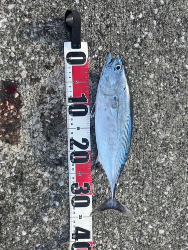 ヒラソウダの釣果