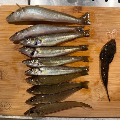 シロギスの釣果