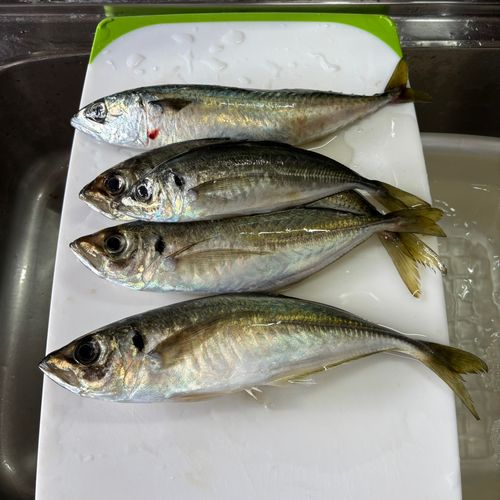 アジの釣果
