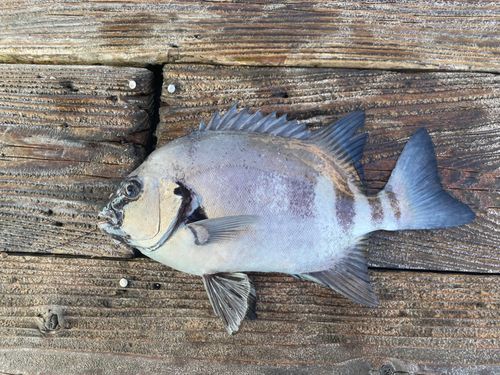 イシダイの釣果