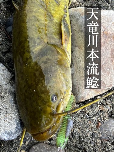 ナマズの釣果
