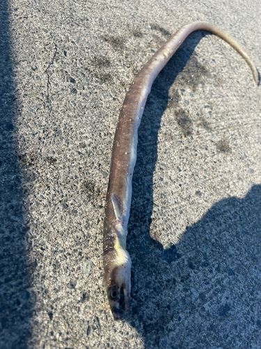 アナゴの釣果