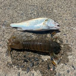 シャコエビ