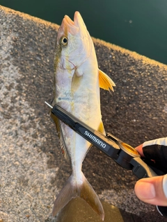 ショゴの釣果