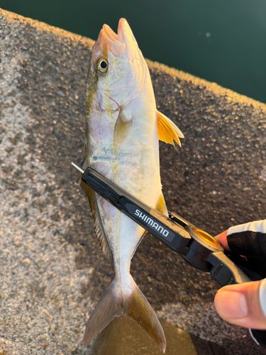 ショゴの釣果