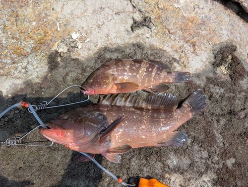 アコウの釣果
