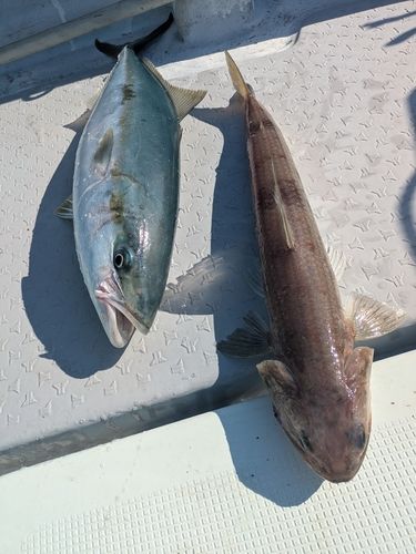 ヤズの釣果