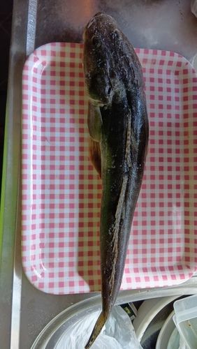 マゴチの釣果