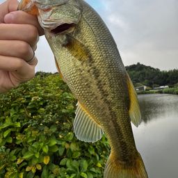 ラージマウスバス