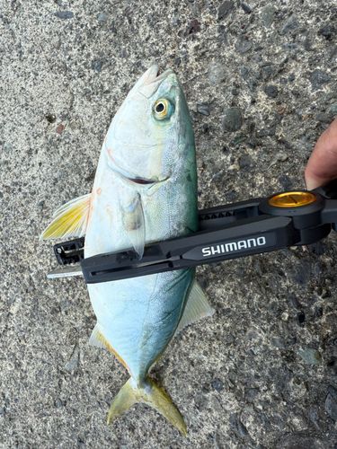 ワカシの釣果