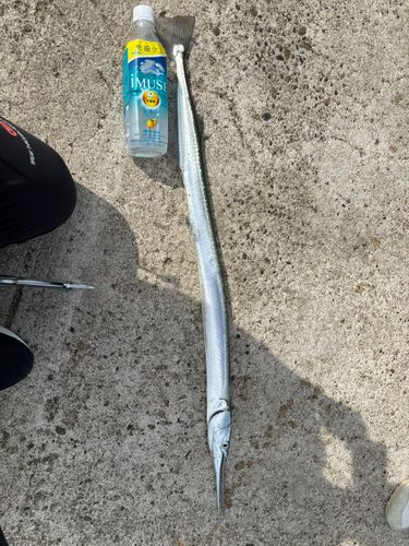 ダツの釣果