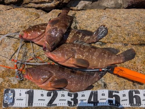 アコウの釣果