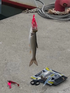 ウグイの釣果