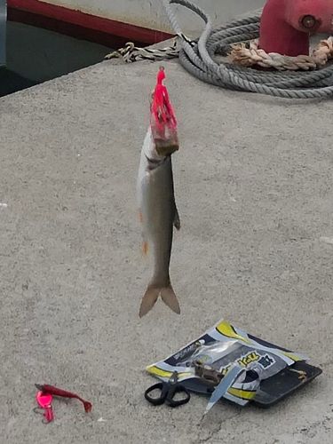 ウグイの釣果