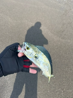 シイラの釣果