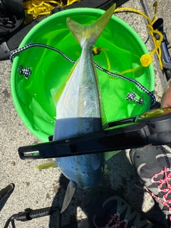 ワカシの釣果