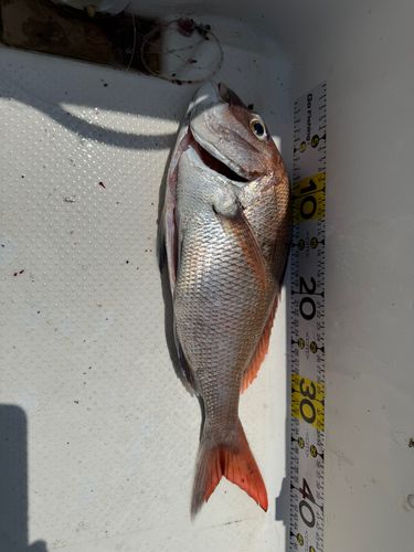 タイの釣果