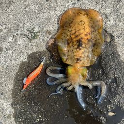 アオリイカ