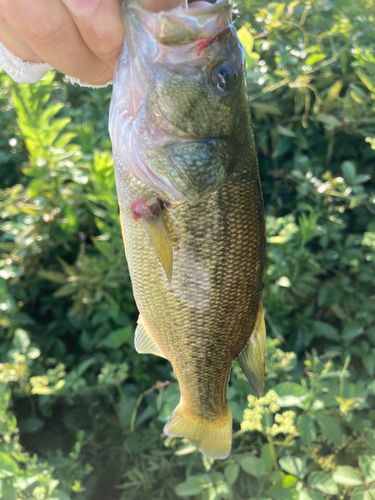 ブラックバスの釣果
