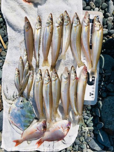 シロギスの釣果