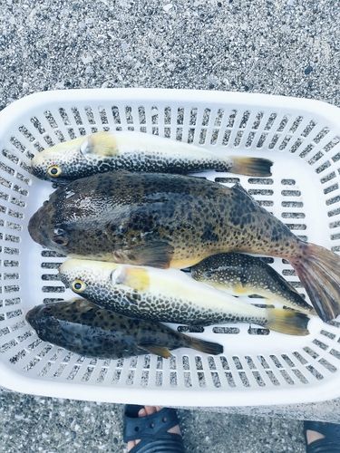 ショウサイフグの釣果