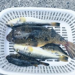 ショウサイフグ