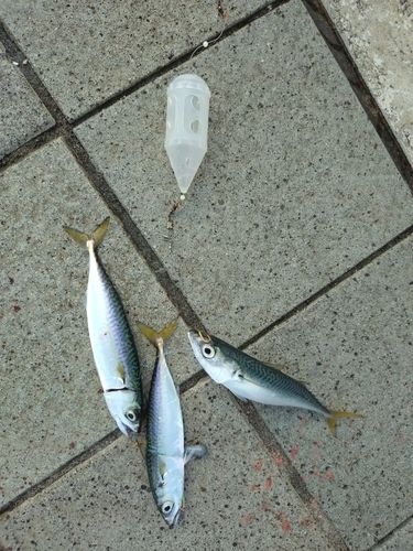 サバの釣果
