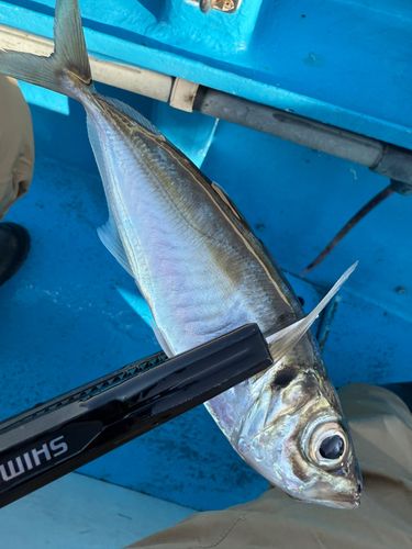 マアジの釣果