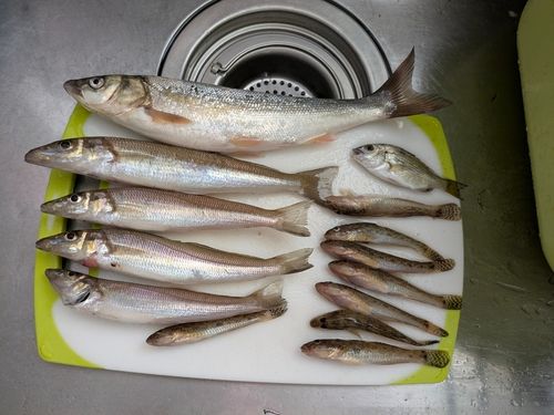 キスの釣果