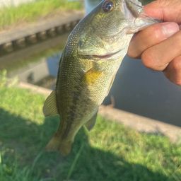 ラージマウスバス