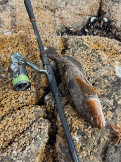 アイナメの釣果