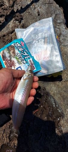 キスの釣果