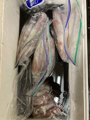 ケンサキイカの釣果