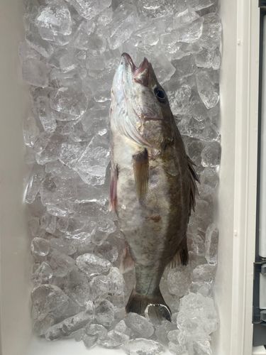 釣果