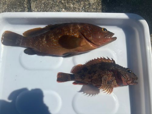 キジハタの釣果