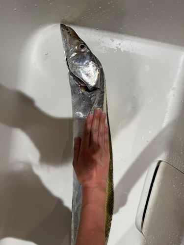 タチウオの釣果
