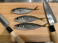 マアジの釣果