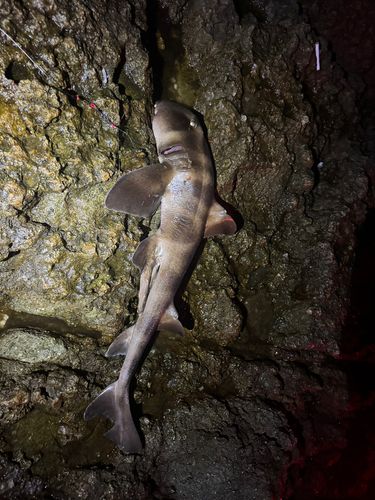 ネコザメの釣果