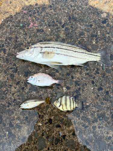 タイの釣果