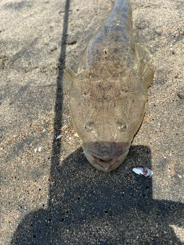 マゴチの釣果