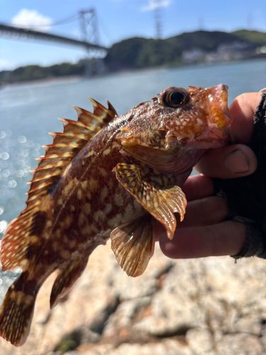 アラカブの釣果