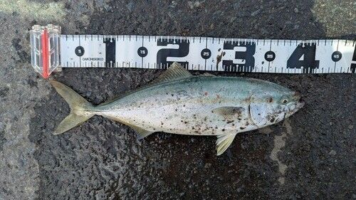イナダの釣果
