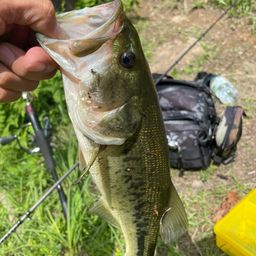 ラージマウスバス