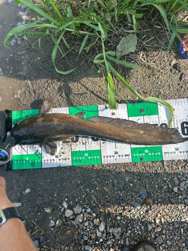ナマズの釣果