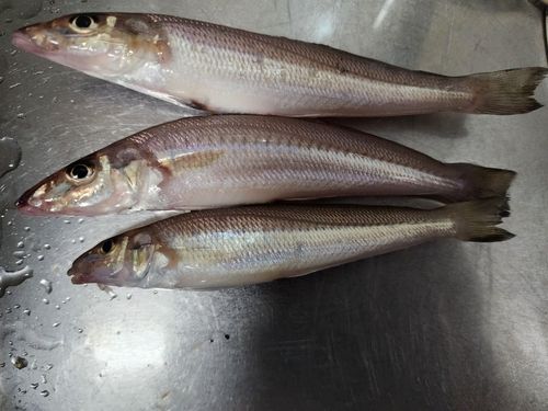 シロギスの釣果