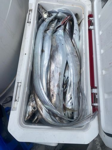 タチウオの釣果