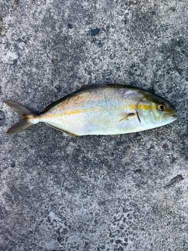 ショゴの釣果
