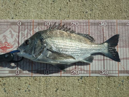 チヌの釣果