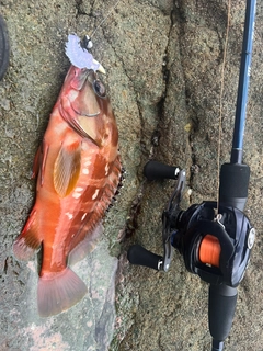 アカハタの釣果