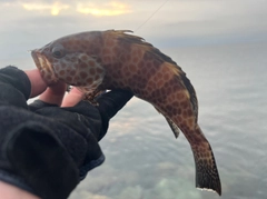 オオモンハタの釣果